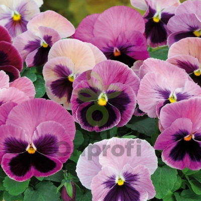 (п.ф.) Виола Спринг Пинк Шейдес, 250 шт (№4-40)