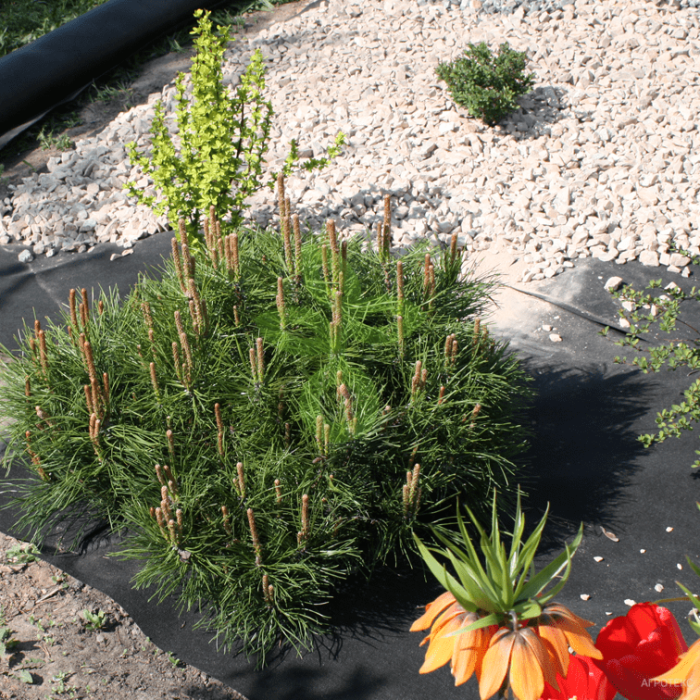 Гео Агротекс 120, (0,8м х 25м) упаковка