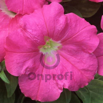 (п.ф.) Петуния Трилоджи Роуз,