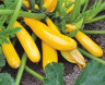 Кабачок Йеллоуфин F1,