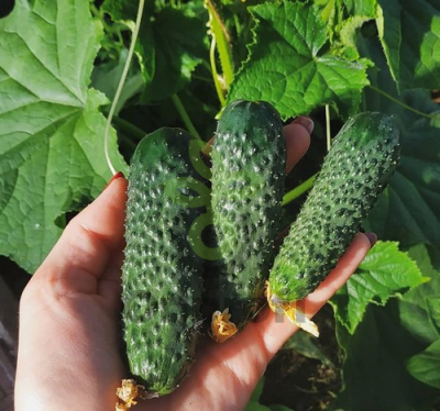 Огурец Экспресс F1,