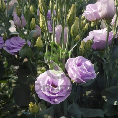 (п.ф.) Эустома Арена III Лавандер F1,