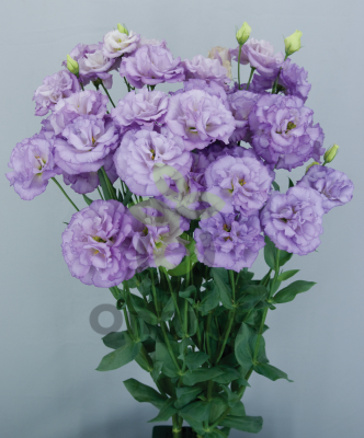 (п.ф.) Эустома Арена III Лавандер F1,