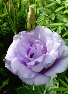 (п.ф.) Эустома Арена III Лавандер F1,