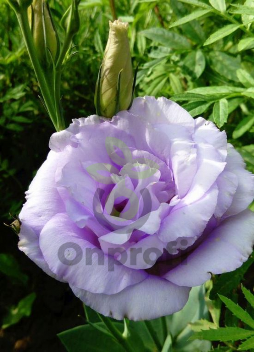 (п.ф.) Эустома Арена III Лавандер F1,