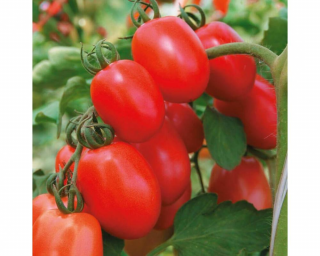Томат Альбион F1,