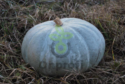 (м.ф.) Тыква крупноплодная Волжская серая 92 10гр