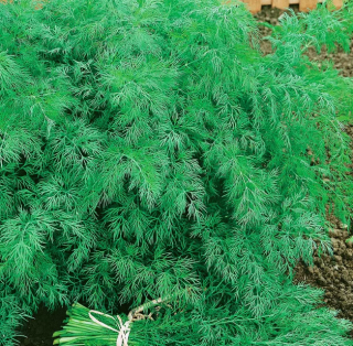 (м.ф.) Укроп Аллигатор 4гр