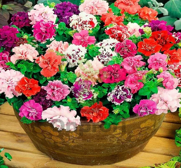 (п.ф.) Петуния Пируэт Микс, 100 драже (№9-2-62)