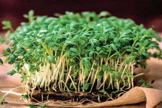 Кресс-салат Забава, 0,5гр (фасовка)