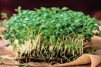 Кресс-салат Забава, 0,5гр (фасовка)