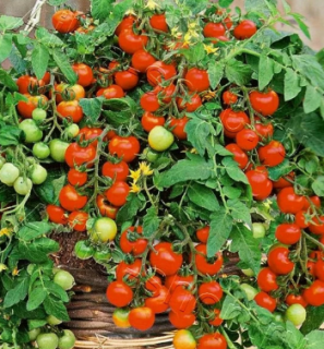 Томат Божья коровка, 0,5гр (фасовка)