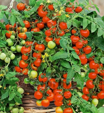 Томат Божья коровка, 0,5гр (фасовка)