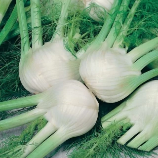 (м.ф.) Фенхель Овощной Удалец, 0.5г НК