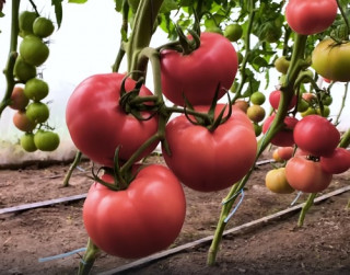 Томат Пинк Хит F1 (ЭРАЙ F1) ,