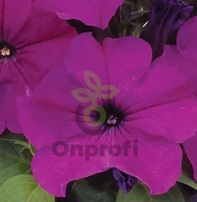 (п.ф.) Петуния ИЗ Райдер Роуз F1, 100 шт (№9-4-31)