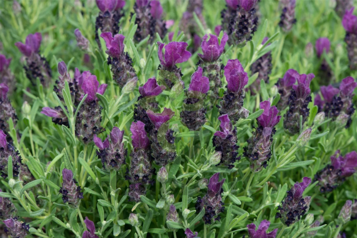 (п.ф.) Лаванда Бандера Парпл,