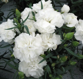 (п.ф.) Гвоздика Лиллипот Вайт, 100 шт (№6-131)