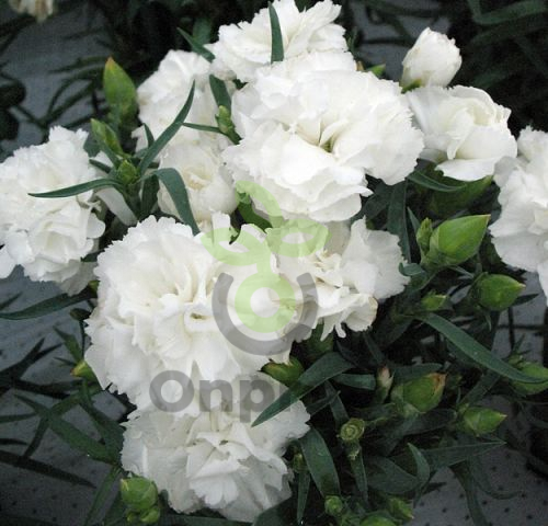 (п.ф.) Гвоздика Лиллипот Вайт, 100 шт (№6-131)