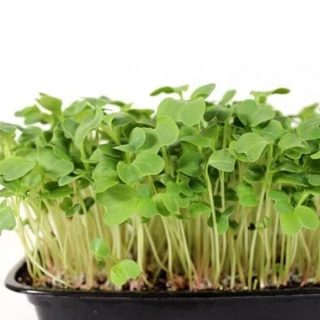 Микрозелень Капуста белокачанная Амагер, 20гр