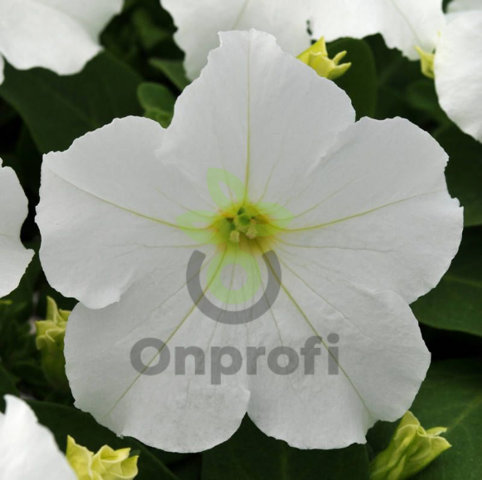 (п.ф.) Петуния ИЗ Райдер Вайт F1, 100 шт (№9-4-139)