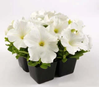 (п.ф.) Петуния ИЗ Райдер Вайт F1, 100 шт (№9-4-139)