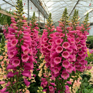 (п.ф.) Наперстянка Далматин Парпл,