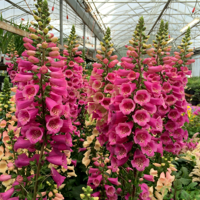 (п.ф.) Наперстянка Далматин Парпл,