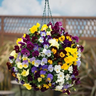 (п.ф.) Виола Кул Вейв Вайт F1