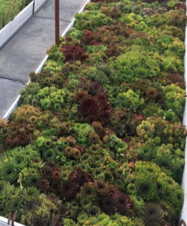 (п.ф.) Молодило Хиппи Чикс,