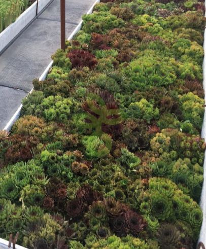 (п.ф.) Молодило Хиппи Чикс,