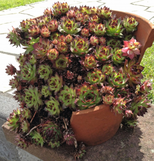 (п.ф.) Молодило Хиппи Чикс,