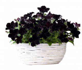 (п.ф.) Петуния Софистика Блэкберри F1,