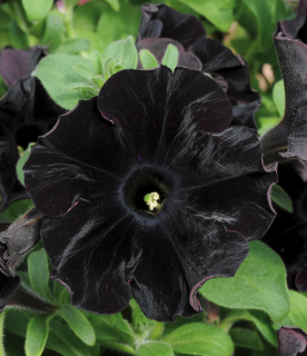 (п.ф.) Петуния Софистика Блэкберри F1,