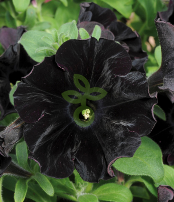 (п.ф.) Петуния Софистика Блэкберри F1,