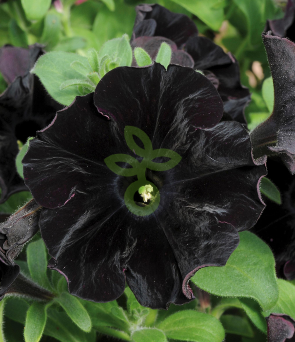 (п.ф.) Петуния Софистика Блэкберри F1,