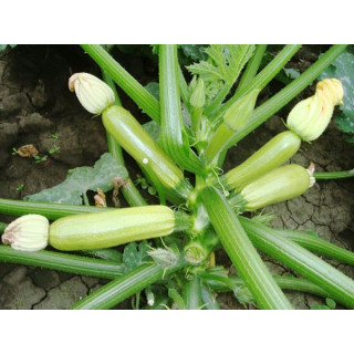 Кабачок Шерхан F1, 500шт