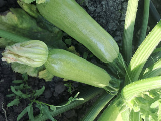 Кабачок Шерхан F1, 500шт