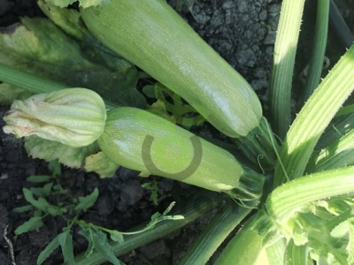 Кабачок Шерхан F1, 500шт