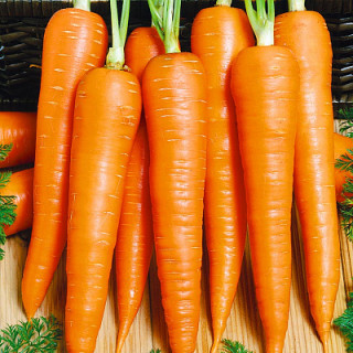 Морковь РШ Проминанс (фр.1,6-1,8),