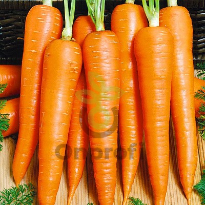 Морковь РШ Проминанс (фр.1,6-1,8), 100 000шт