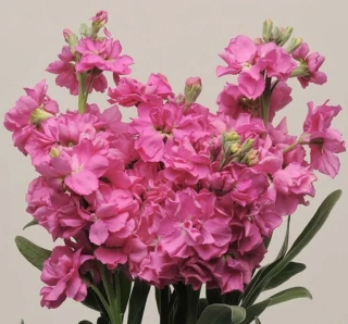 (п.ф.) Маттиола Катц Пинк,