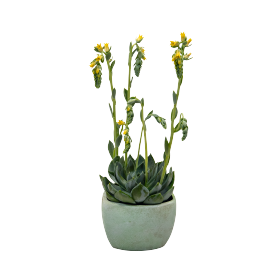 (п.ф.) Эхеверия Урбан Еллоу ,