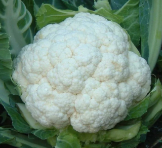 (м.ф.) Капуста цветная Сноуболл 123, 10гр