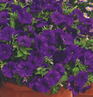 (п.ф.) Петуния Пикобелла Блю,