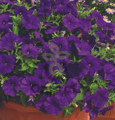 (п.ф.) Петуния Пикобелла Блю,