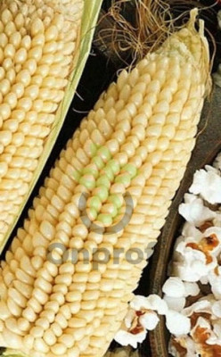 Кукуруза сахарная Белое облако, 5гр (фасовка)