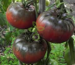 Томат Черный Барон, 0,5гр (фасовка)