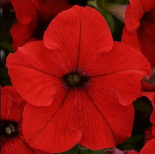 (п.ф.) Петуния ИЗ Райдер Ред F1,