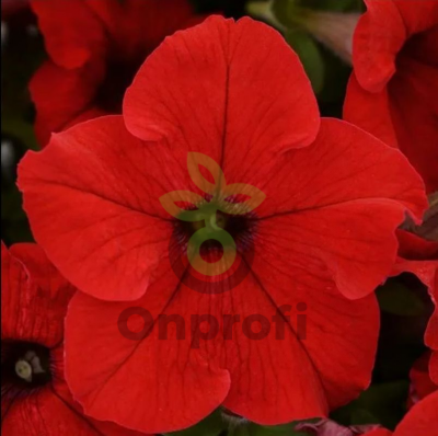 (п.ф.) Петуния ИЗ Райдер Ред F1,